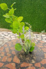 Plantas Artificiales Vara Decoración Eucalipto Hoja Chica 2