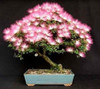 10 Semillas De Acacia De Constantinopla Bonsái O Árbol 0 10 Semillas De Acacia De Constantinopla Bonsái O Árbol 0