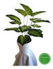 Defembaquia 50 Cm - Plantas De Interior Artificiales 4