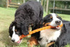 Juguete Para Perro Kong Safetix Large 70cm Maxscotas 3