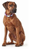 Collar Para Perro Ajustable Con Broche Metal Peacock Talle S 4
