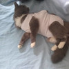 Bata De Cirugìa Para Castracion 2
