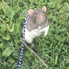 Khlz Us Correa De Rata Ajustable Correa De Hamster Con Arnr 3