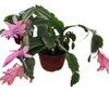 Planta Interior - Cangrejo - Envíos 0