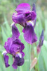 Iris Germánica Crimson King Rizomas 1