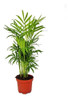 Chamadorea Palmera  Planta De Interior 0 Chamadorea Palmera  Planta De Interior 0