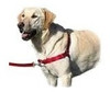 Arnés Anti Tirón (perro Grande) 2