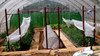 Manta Antihelada 1,40m X 10 Metros Oferta!!! $ 3