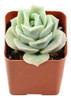 Lovely Rose - [graptoveria] 3