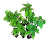 M2cbridge 9pcs Plantas De Acuario De Arboles De Coco De Plr 3