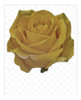 Plantas De Rosas En Maceta 1