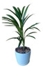 Planta Areca+ Maceta Plástica Premium N12 + Plato 0