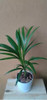 Planta Areca+ Maceta Plástica Premium N12 + Plato 1
