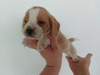 Reserva Mascota 0