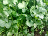 Sementes De Coentro Coimbra 500g Topseed Premium Envio Imedi 4