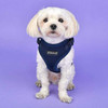 Arnés Auténtico Puppia Ritefit Con Cuello Ajustable, Azul Ma 3