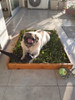 Césped Sanitario Natural Para Mascotas 1