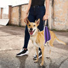Cabestrillo Voopet Para Perros, Ayuda A Levantar Las Patas T 2