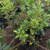 Arbustos De Pittosporum Enano 0