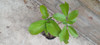 Planta Kalanchoe Pinnata 3