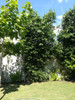 Planta Bambú : Bambusa Oldhamii 2