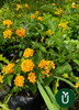 Planta Lantana - Ideal Jardines - Envíos 3
