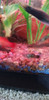 Pez Platys Spotted 0