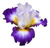 Lirio Azul, Iris Germanica 5lts 0