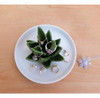 Pudding Cabin Soporte Para Anillos De Aloe, Plato Para Anill 1