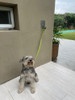 Dog Point: Punto De Apoyo Canino Acero Inoxidable 4