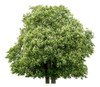 Árbol De Tilo 5mt Ejemplares Envíos - Huella Jardin 0