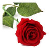 10pcs Artificial Paño Rojo Flor Color De Rosa Para La Decora 0