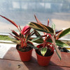 Calathea Trialstar P12 1