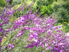 Polygala Virgata (   Lechera Del Cablo  ) 2