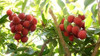 Plantas De Litchi 1