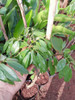 Plantas De Litchi 3