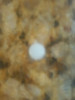 Ventosa Silicona Adhesiva 2