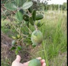 Guayabo Del Pais. 4