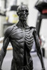 Maqueta Esqueleto Humano Jmc 3d 30cm 2