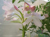 Planta Crinum Blanco - Crino 4