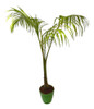 Seaphortia Elegans Palmera 0
