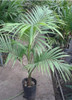 Seaphortia Elegans Palmera 2