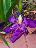 Bulbos Iris Sibirica 2