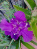 Bulbos Iris Sibirica 4