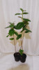 Tibouchinas Plantines 1