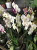 Plantas Orquidea Phaleanopsis Premium 2