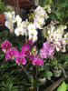 Plantas Orquidea Phaleanopsis Premium 3