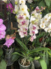 Plantas Orquidea Phaleanopsis Premium 4