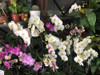 Plantas Orquidea Phaleanopsis Premium 5