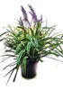 Liriope Variegado X 3 Unidades Decojardin Vivero A Tu Medida 0